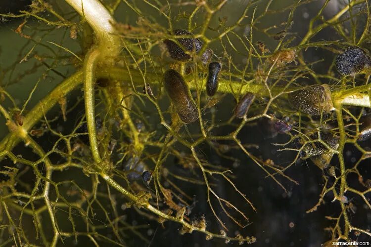 Гриб снабжает водоросль. Ризоиды у водорослей. Utricularia sandersonii. Кладофора ризоид. Насекомые в водорослях.