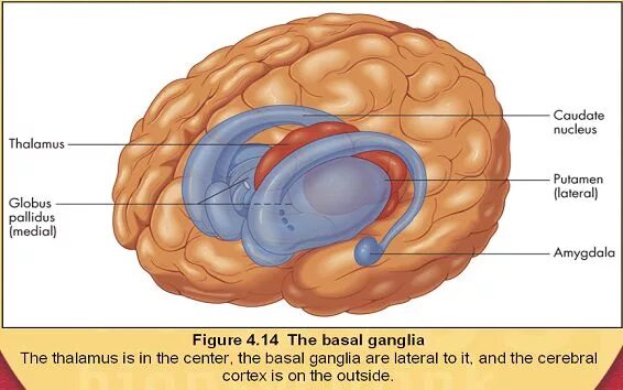 Хвостатое ядро мозга. Стриатум анатомия. Полосатое тело мозга стриатум. Стриатум мозга это. Отделы хвостатого ядра.