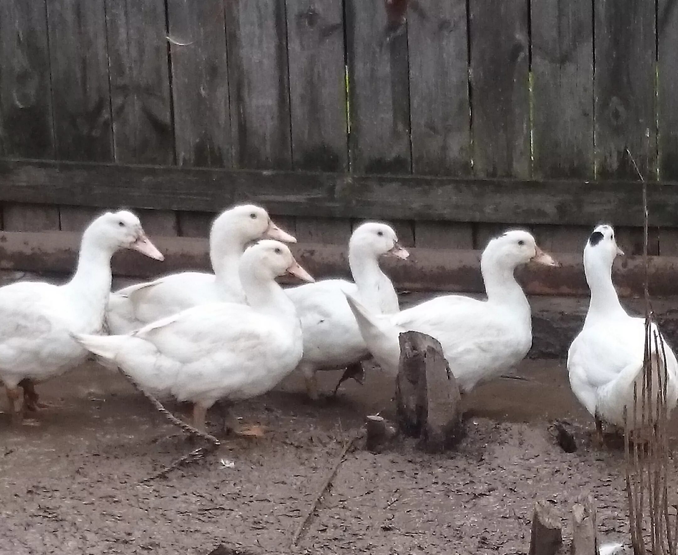 утка гусь порода мулард. порода уток муларды отзывы. утка мулард. утята муларды. утка гусь порода мулард.