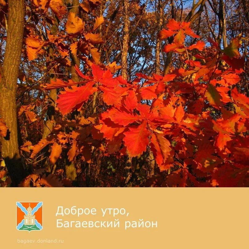 Лес дубки самара. Бабье лето в лесу. Оранжевый цветок дубок. Мордвиновские дубы осенью. Береза желтеет сверху.