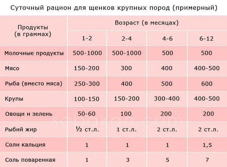 Сколько грамм овчарки. Сколько раз надо кормить щенка в 5 месяцев. Суточный рацион для щенков мелких пород. Рацион питания щенка 3 месяца. Порции корма для щенков немецкой овчарки.