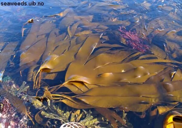 Бурой водоросли ламинарии. Бурые водоросли ламинария. Бурой водоросли ламинарии. Ламинария дигитата. Ламинария дигитата.