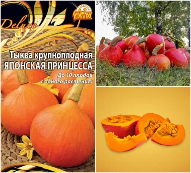 Японские сорта тыквы. Тыква японская кацума нанкин. Тыква японская принцесса. Тыква японская принцесса. Тыква японская принцесса.
