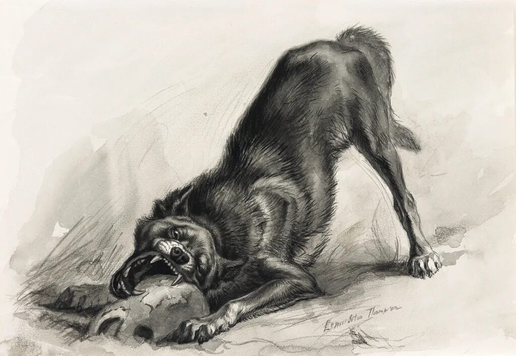 Эрнест сетон-томпсон вулли. Эрнест томпсон чинк. Сетон-томпсон рассказы о животных. Эрнест сетон-томпсон иллюстрации. Вулли сетон томпсон.