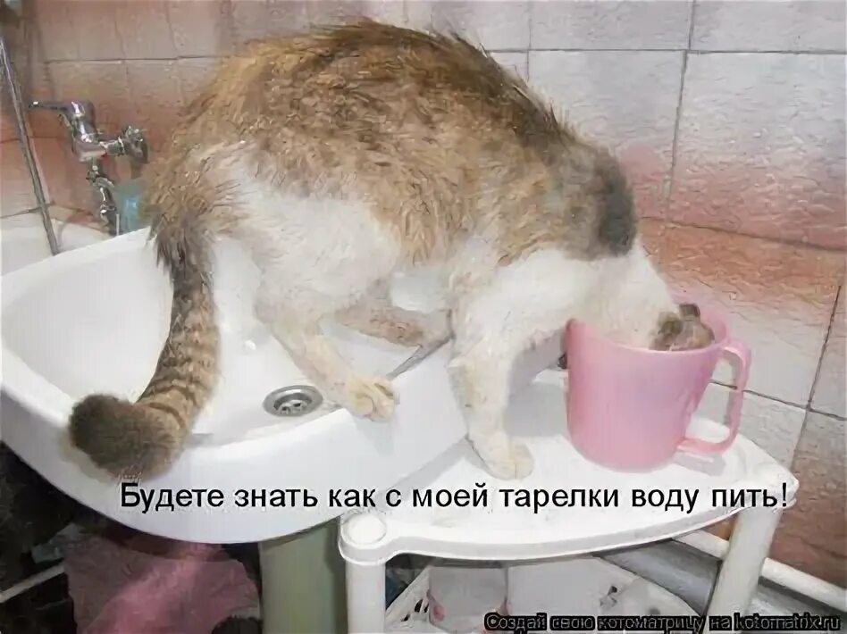 Кот пьет воду. Кот пьет из крана. Поилка для котят. Кот пьет воду из миски. Вислоухий кот пьет воду фото.