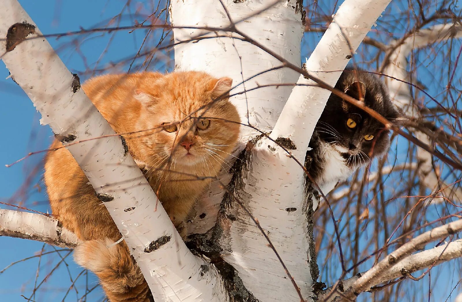 Кошки весной. Весну ждали лето слушать