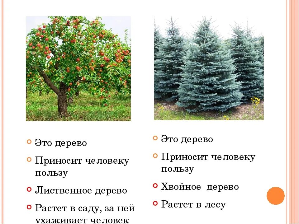 Приведи пример дикорастущих деревьев