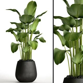 Max plant