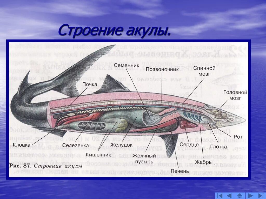 Внутреннее строение хрящевых рыб. Пищеварительная система хрящевых рыб. Хрящевые рыбы строение. Китовая акула внутреннее строение.