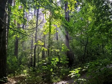 Many forest