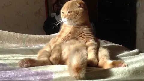 Коты между ног