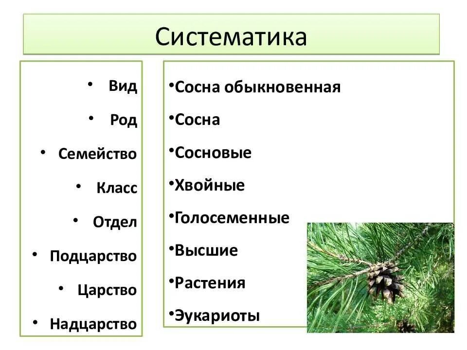 Классификация голосеменных растений схема. Царство растений классы отдел Голосеменные. Систематика сосны обыкновенной. Отдел Голосеменные систематика.