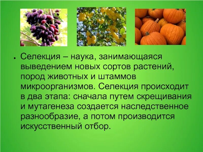 Выведение сорта. Селекция растений. разнообразие сортов растений. сорта растений селекция. выведение сортов растений.
