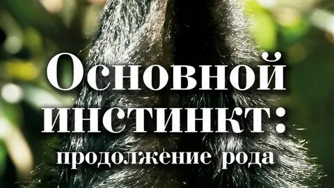 Продолжение рода человека