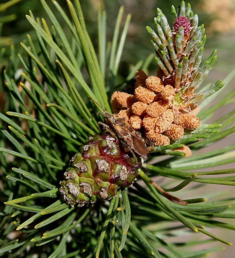 Сосновые порядок хвойные. Pinus mugo шишки. Микростробилы сосны обыкновенной. Pinus mugo turra шишки. Pinus mugo почки.