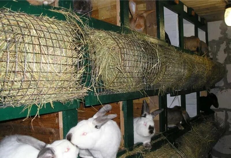 Сколько сена кролику. Крольчатник (ферма). Кормушка для сена для кроликов. Ясли для кроликов. Ясли для сена кроликам.