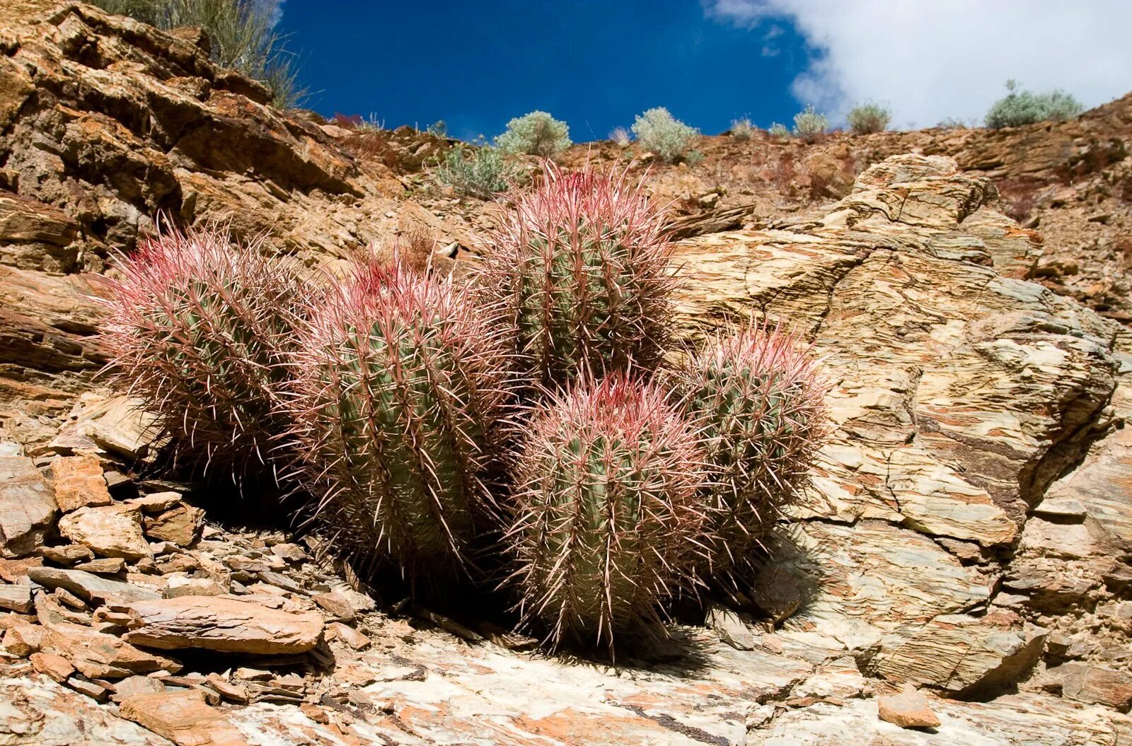 Сел растение. Кактусы в долине смерти США. Национальный парк Долина смерти растительность.