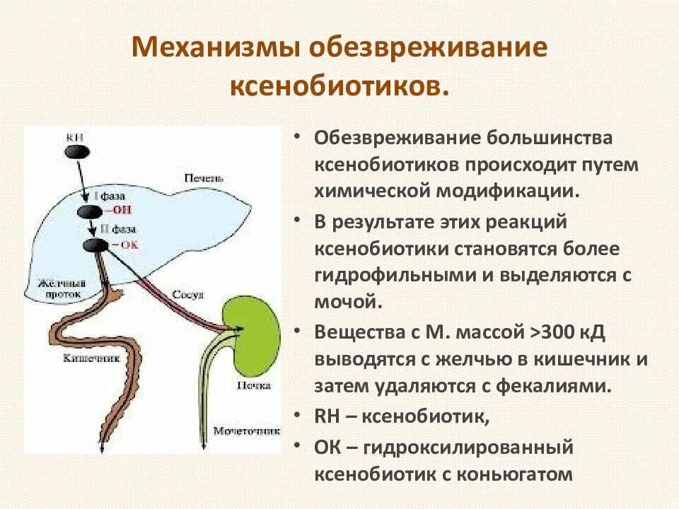 Микросомальное окисление ксенобиотиков. Микросомальное окисление обезвреживание ксенобиотиков. Метаболизм ксенобиотиков биохимия. Фазы обезвреживания ксенобиотиков.