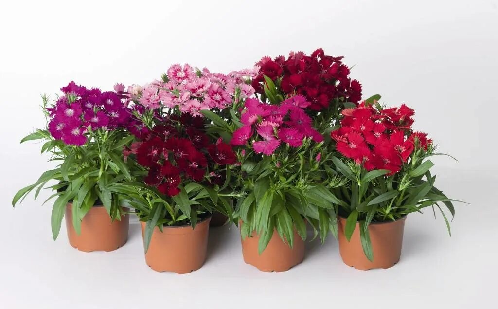 Домашняя гвоздика как ухаживать. Гвоздика Dianthus chinensis. Гвоздика турецкая горшечная. Гвоздика ампельная. Гвоздика турецкая в горшке.