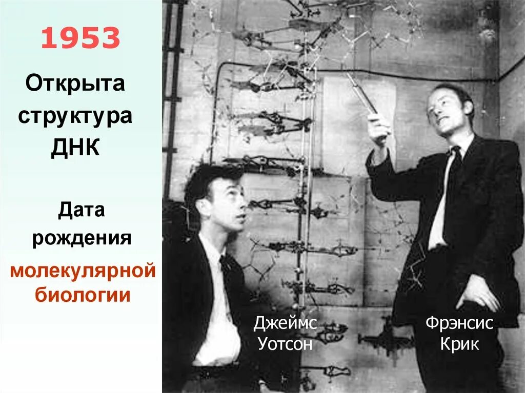 Крик днк. Дж уотсон и ф крик днк. Френсискрик и джеймс уотсон. 1953 - ф. Крик днк.