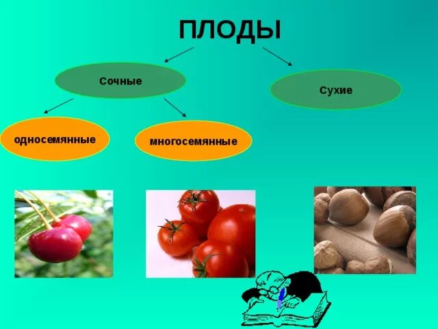 Сочные односемянные плоды. Томат многосемянный или односемянный плод. Сухие сочные односемянные многосемянные. Плоды сухие и сочные односемянные и многосемянные. Какой из перечисленных плодов является односеменным