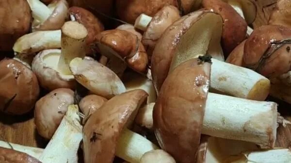 Можно ли варить маслята. Вареные маслята. маслята темнеют после варки. надо ли отваривать маслята перед заморозкой. маслята очищенные.