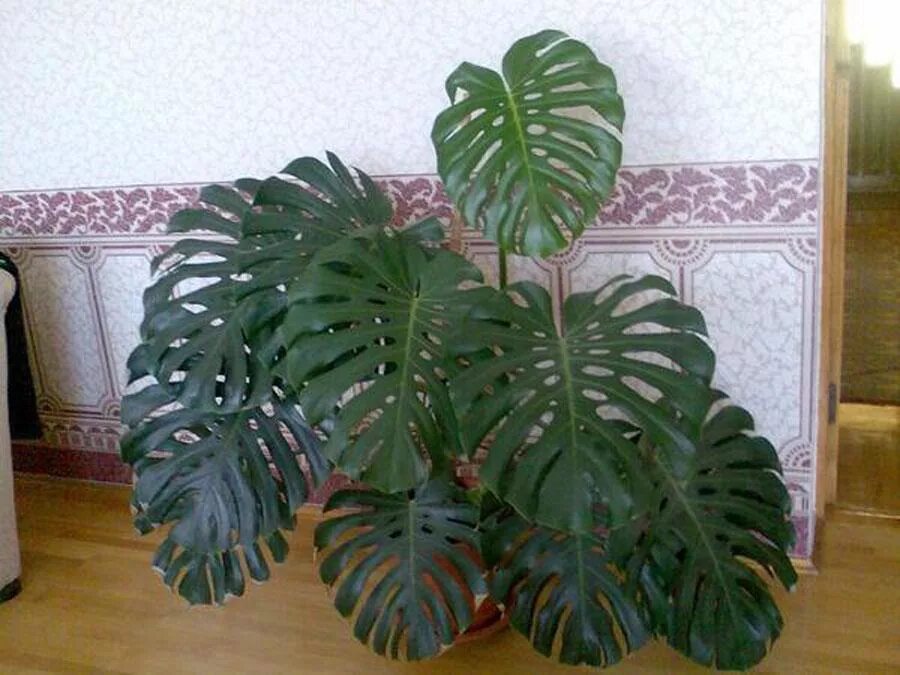 Как размножается монстера в домашних условиях фото New blog post about how to install a trellis to support your monstera (link in p