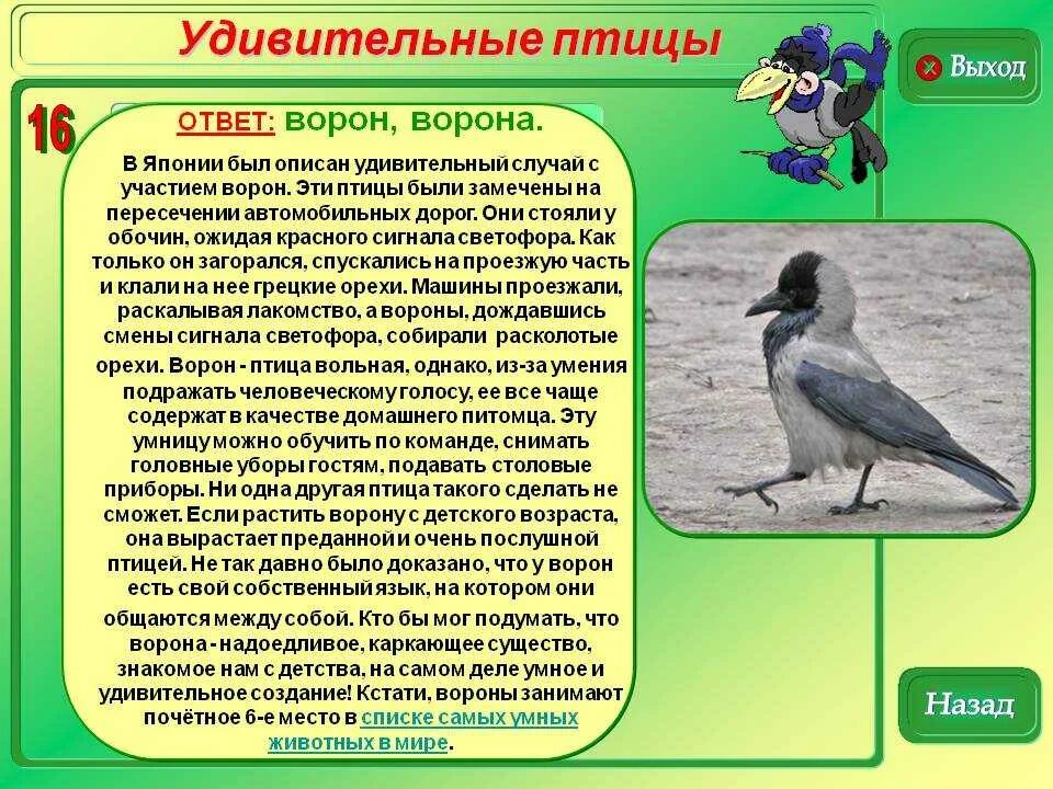 Информация класс птиц. Интересное о воронах. Интересные факты о ВОРАНЕ. Факты про ворону. Факты о воронах для детей.