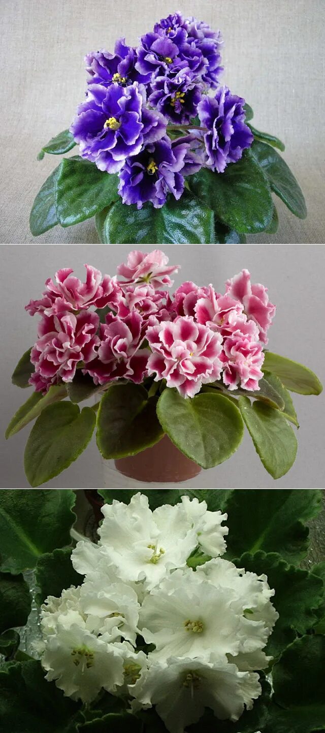 Фиалка "сенполия гроте". Фиалки сенполии сортовые. Фиалка "сенполия гроте". Фиалка "сенполия гроте". Фиалка название.