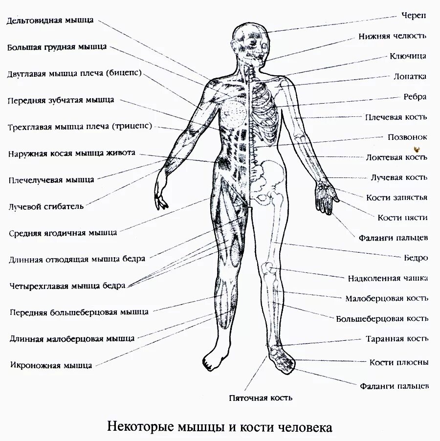 Название частей человека