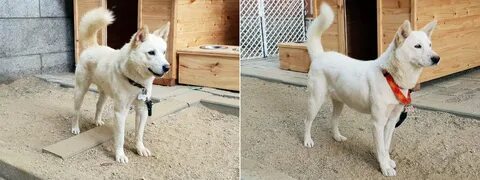 Собак редкой породы пхунсан