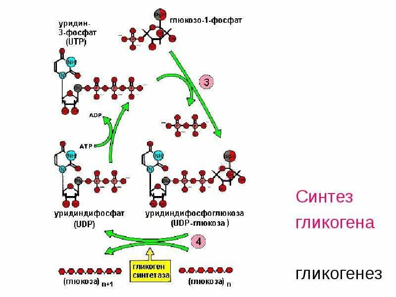 Биосинтез гликогена. Синтез гликогена биохимия схема. Биосинтез гликогена схема. Синтез гликогена гликогенез. Синтез гликогена реакции.