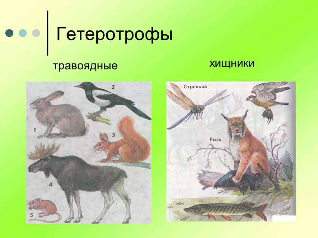 Представитель гетеротрофных