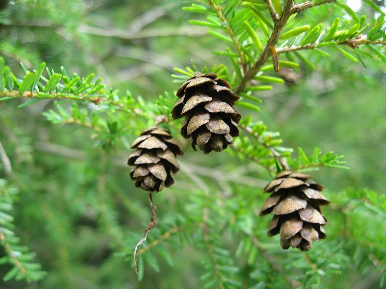 Хвойная 1 8. Tsuga canadensis шишки. Тсуга канадская. Тсуга хвоя. Тсуга канадская хвоя.