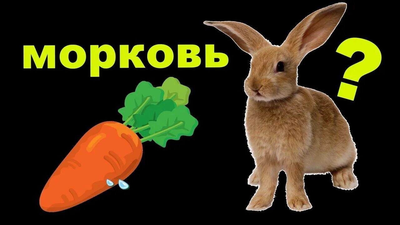 Можно ли кроликам редиску. Кролик с морковью. Кролик с морковкой. Кролик в редиске. Желтая морковь для кроликов.