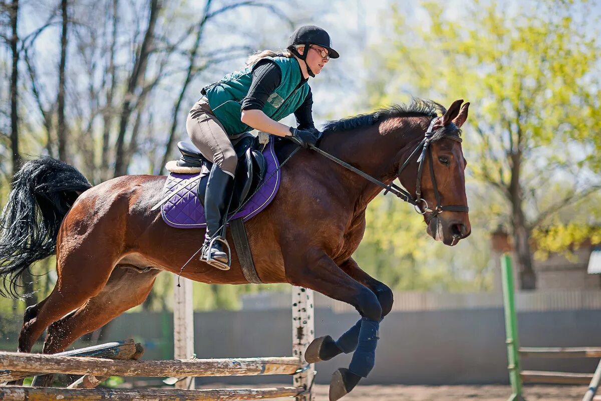 Sports horse