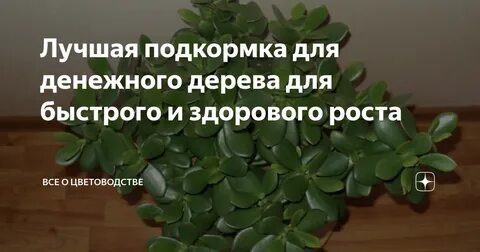 Удобрение для денежного дерева
