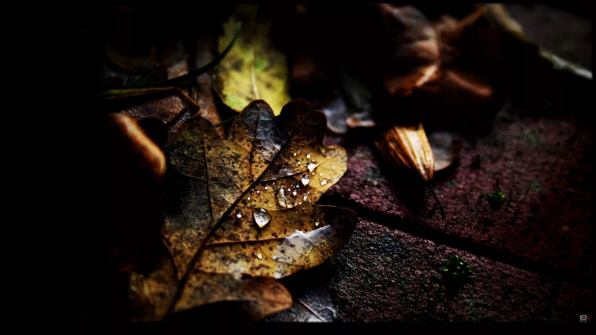 фото на коричневом фоне. коричнево-зелёный. эстетика коричневого. текстура листвы. темно коричневый фон.