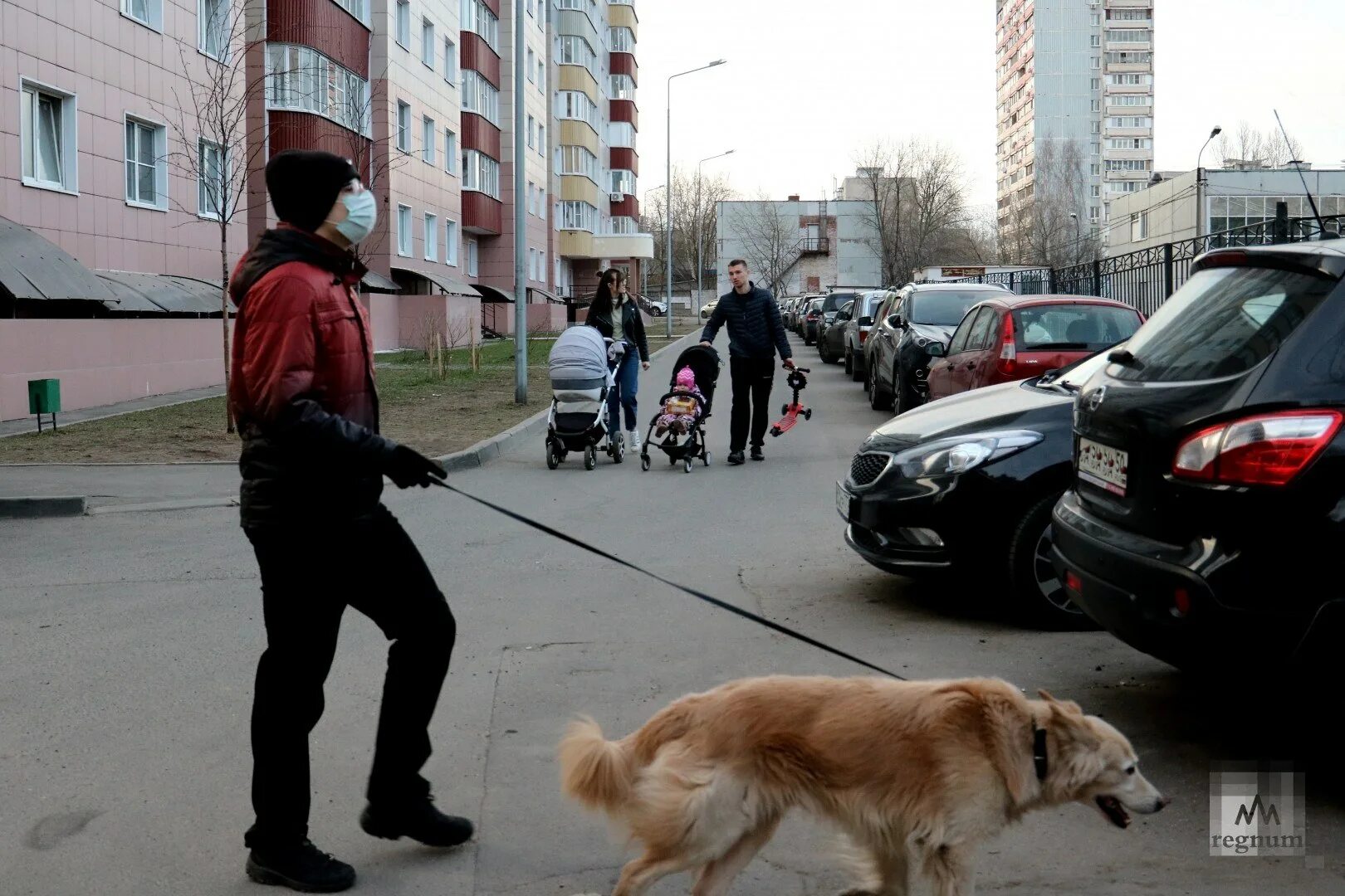 Поводок для собак. Человек с собакой на поводке. Выгул собак. Собака в наморднике и на поводке. Административное правонарушение собаки