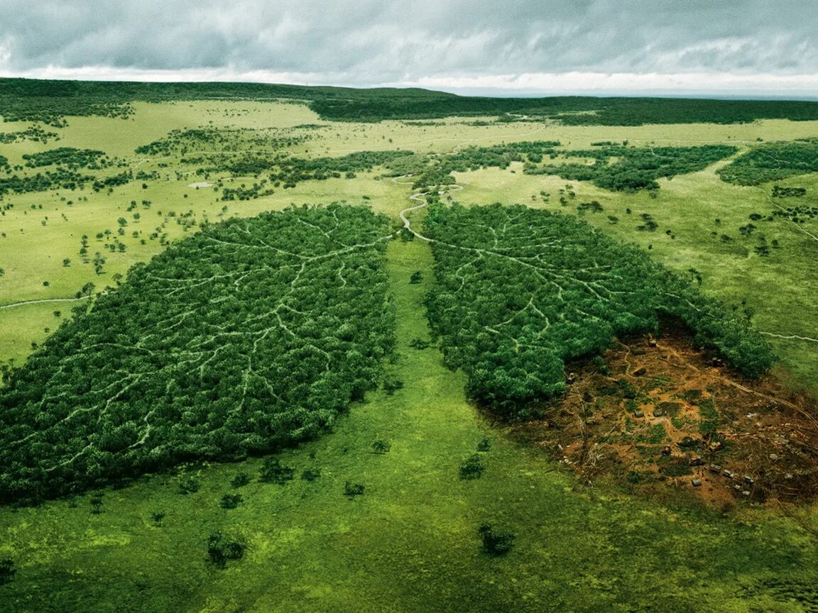 Деградация растительных сообществ. Вырубка лесов. Деревья легкие планеты. Обезлесение планеты. Леса легкие планеты.