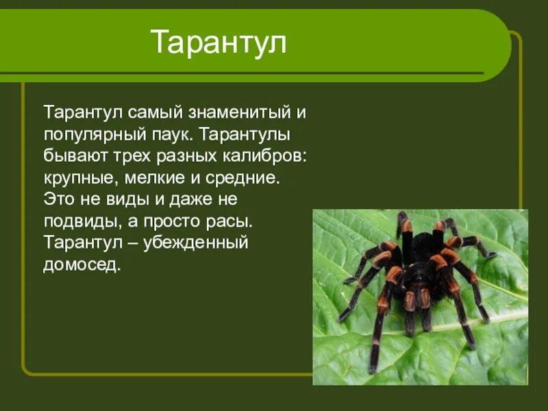 Адаптация паукообразных. Доклад про тарантула. Паукообразные описание. Паукообразные доклад. Рассказ о пауке Тарантуле.