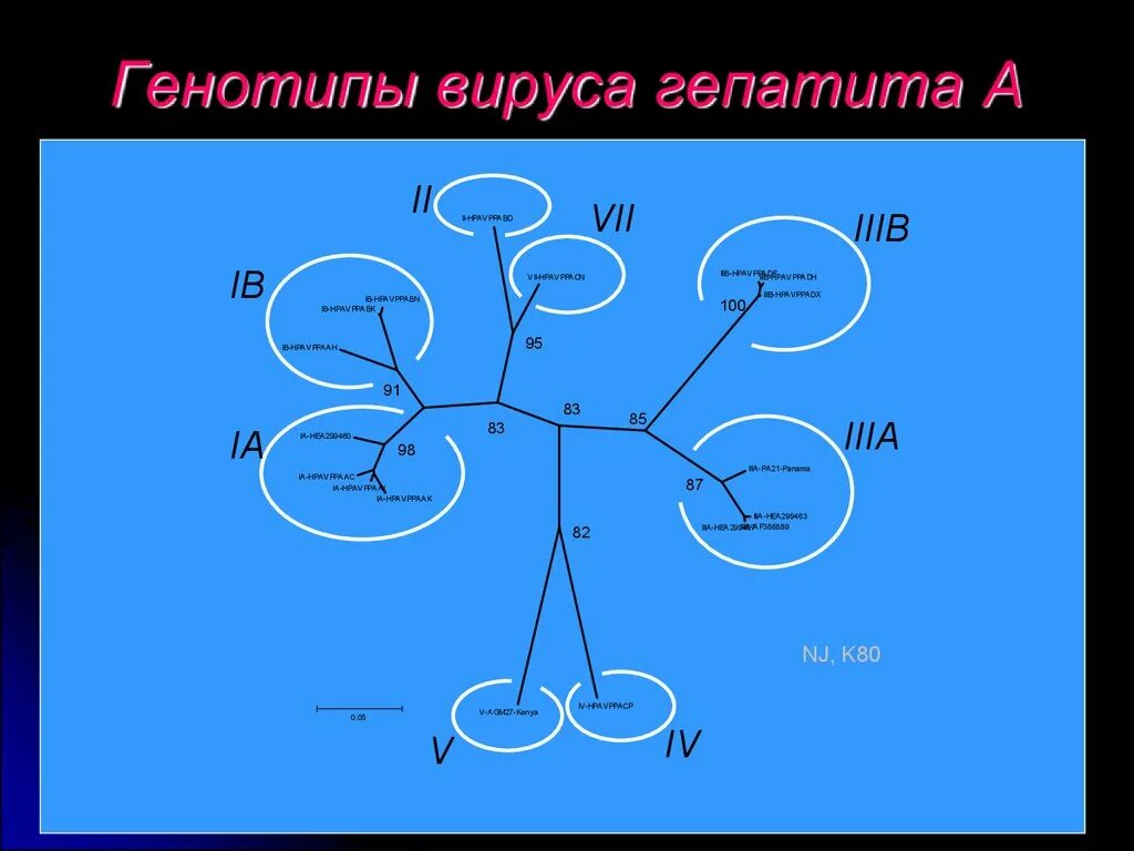 Генотип вируса это. Генотипы гепатита с. Генотипы вируса гепатита с. Карта генотипов гепатита b. Генотип 1а вируса.
