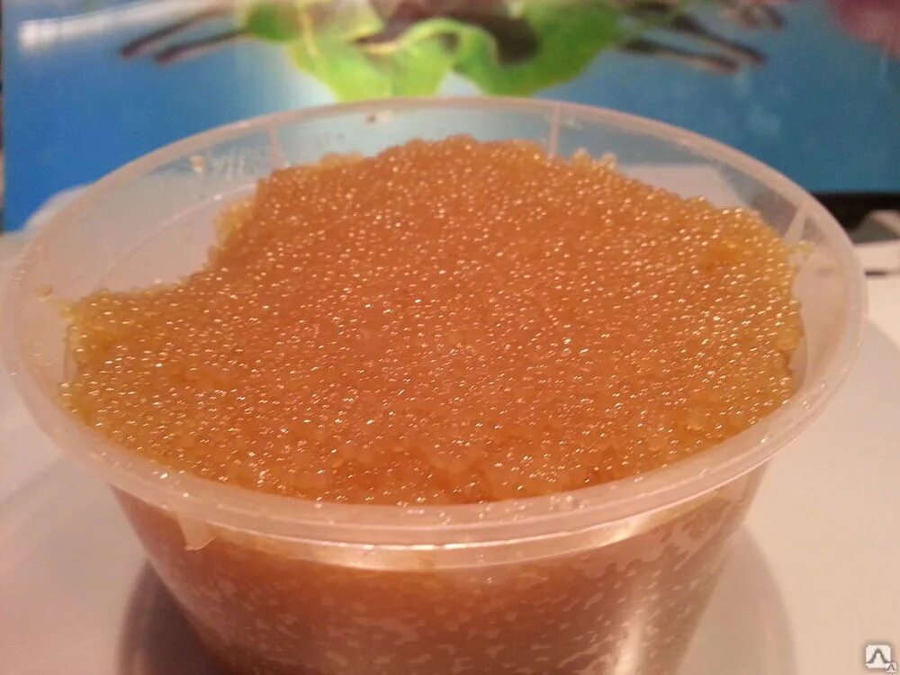 икра щуки размер икринок. щучья икра. икра щуки.