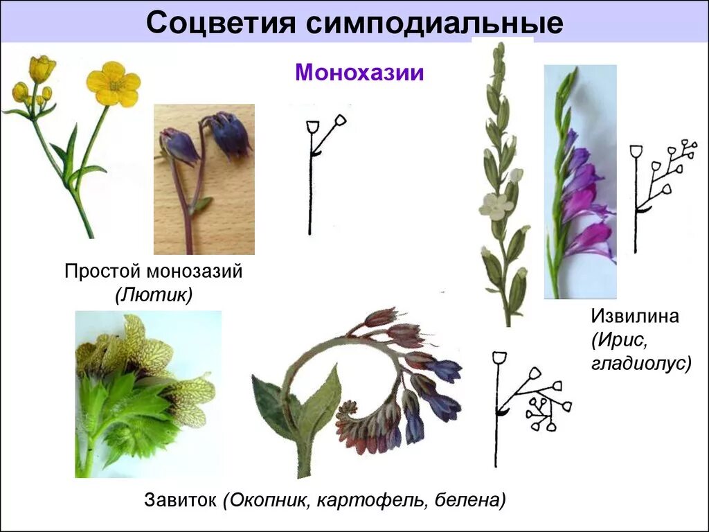 Дихазий и монохазий. Монохазий завиток соцветие. Монохазий соцветие Лютик. Растения с соцветия монохазий.