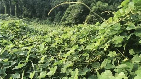 Корне видео