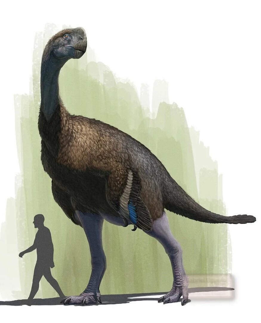 Гигантораптор арк. Gigantoraptor erlianensis. Гигантораптор динозавр. Гигантораптор Carnivores.