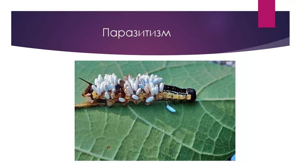 Паразитизм определение и примеры Типы биотических отношений. Конспект Биология. Подготовка к ЕГЭ, ОГЭ, ДВИ
