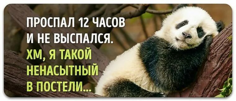 Проспать 12 часов. Проспал 12 часов и не выспался я такой ненасытный в постели. проспала 12 часов и не выспалась я такая ненасытная в постели. пословицы и поговорки про панду. цитаты про панд.