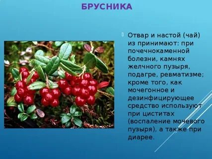 Брусника при подагре