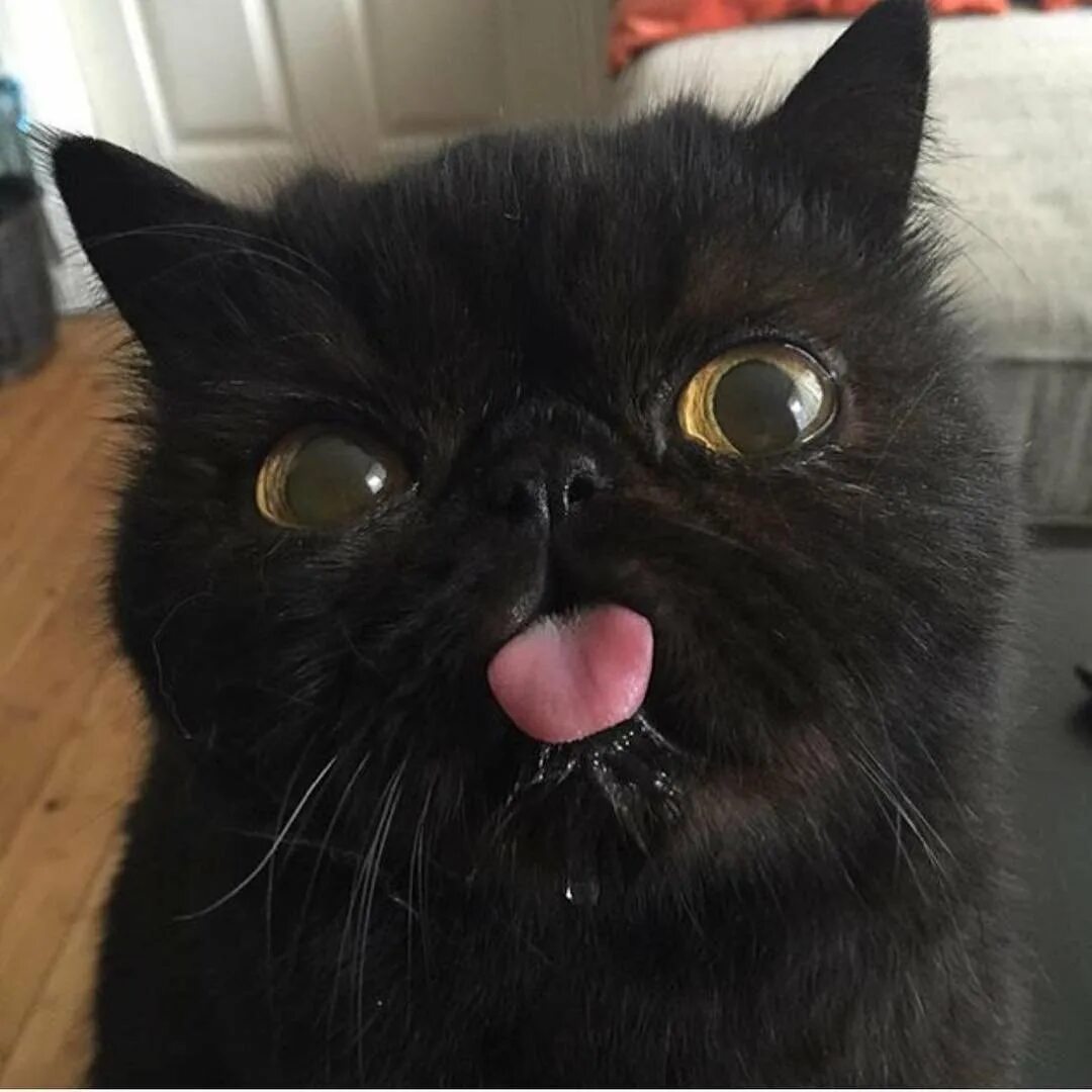 Кот с высунутым языком мем. Черный котик показывает язык. черная кошка с высунутым языком. черная кошка показывает язык.